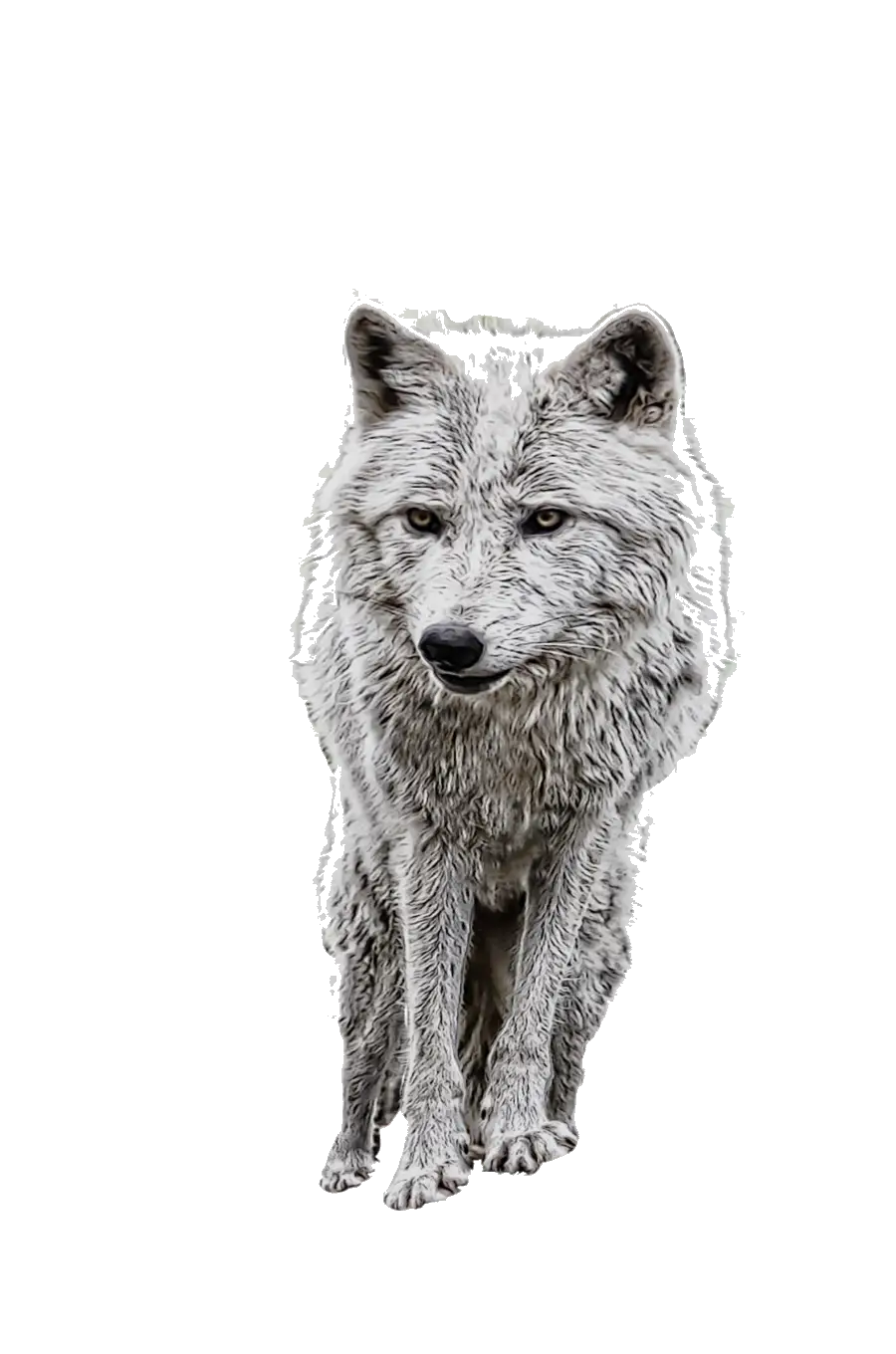 Gray Wolf Illustration