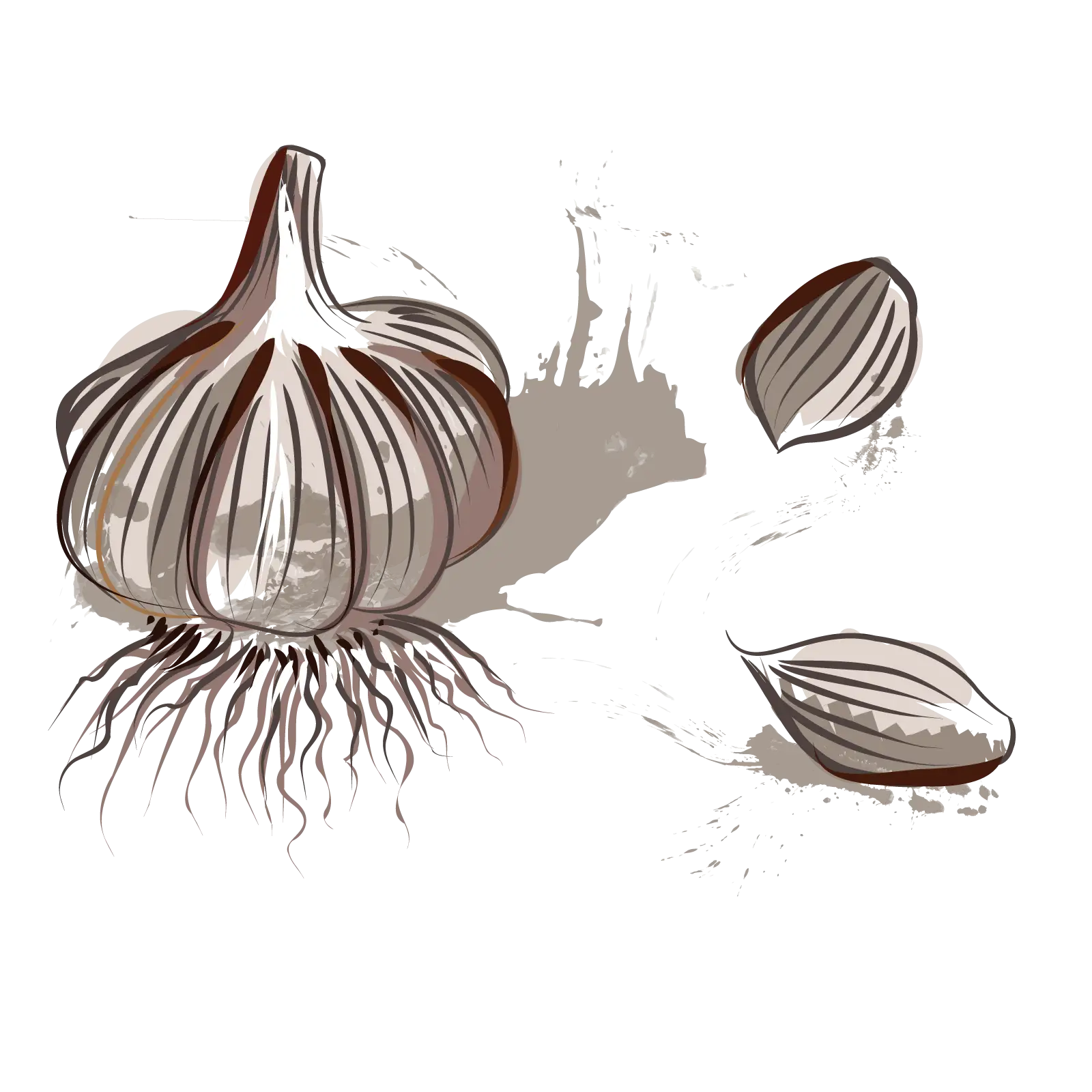 Garlic and Cloves Illustration