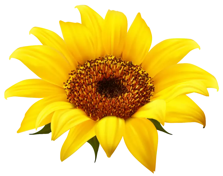Detailed Close-Up of a Vibrant Sunflower