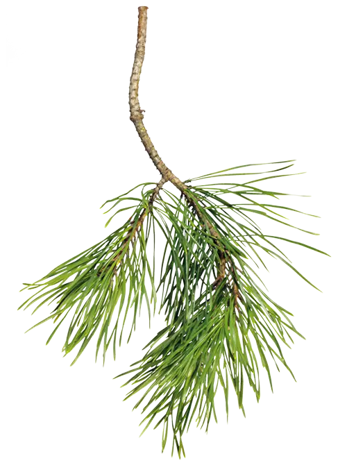 Pine Tree Branch Greenery Illustration