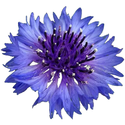 Blue Cornflower Blossom
