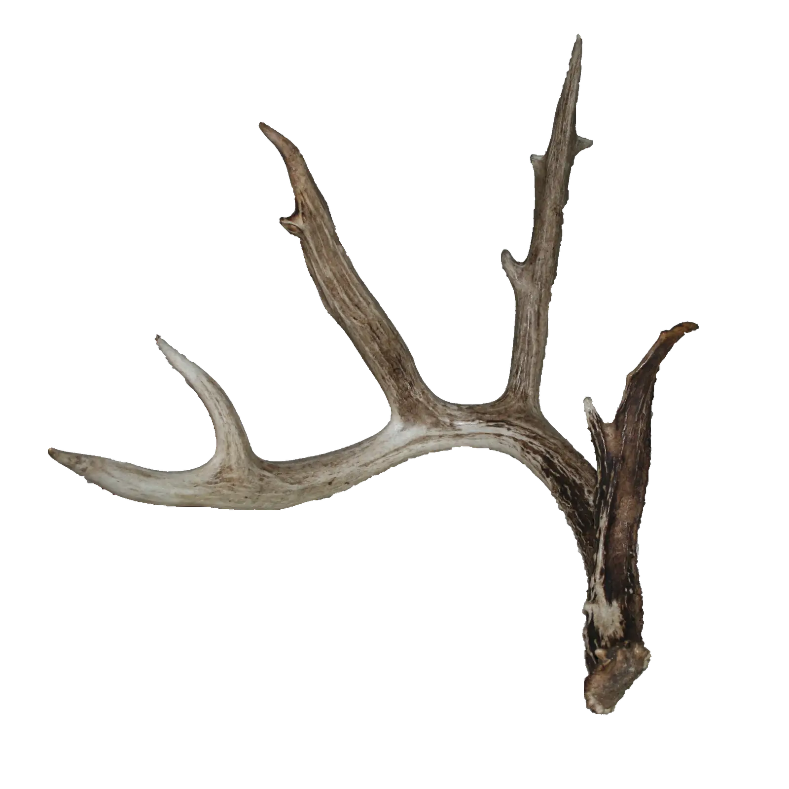Deer Antler as Wildlife Representation