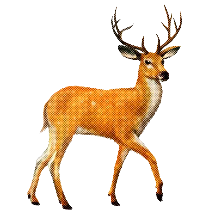 Graceful Brown Deer with Antlers
