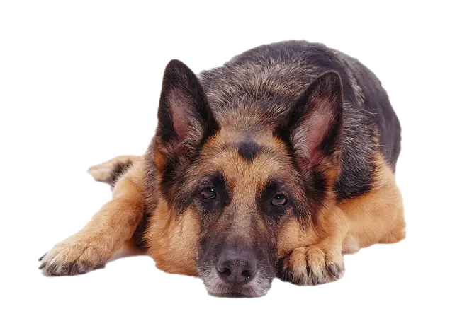 Relaxed German Shepherd Lying Down
