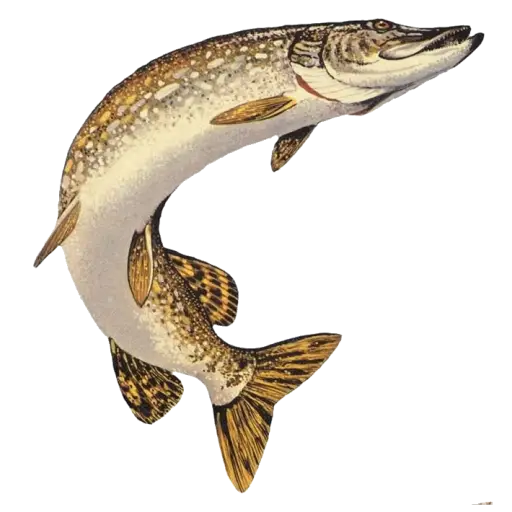 Illustrated Pike Fish in Retro Style