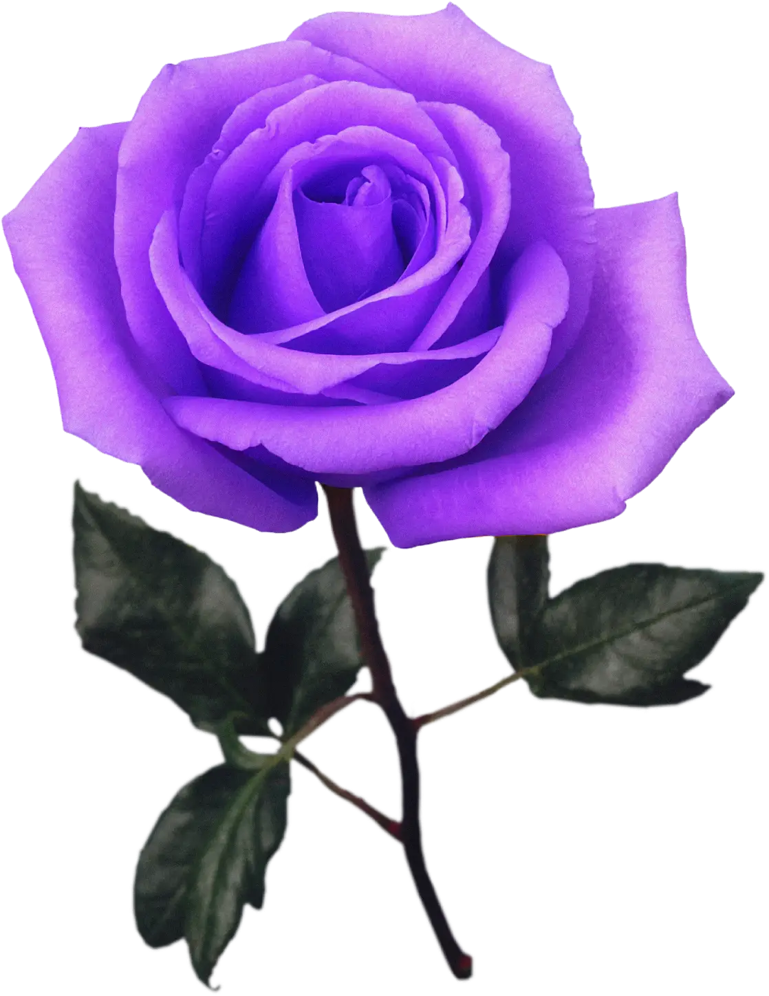 Beautiful Purple Rose with Green Leaves