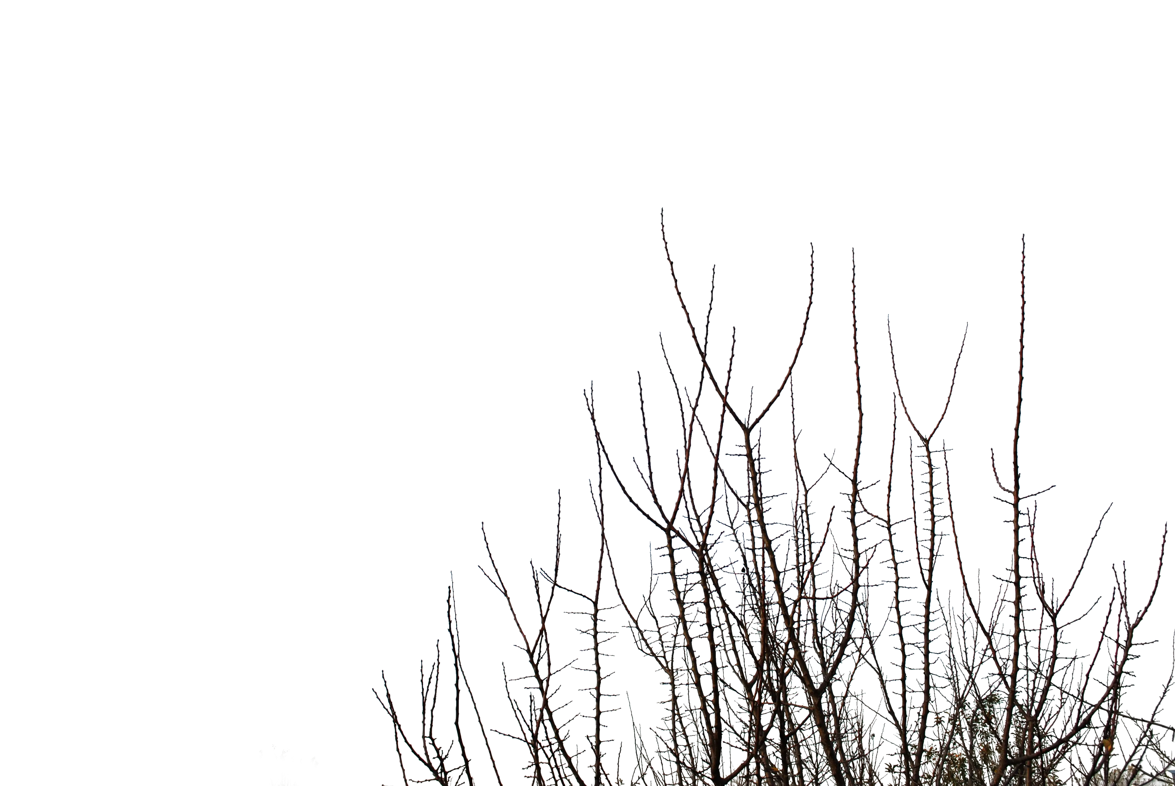 Bare Tree Branches in Winter
