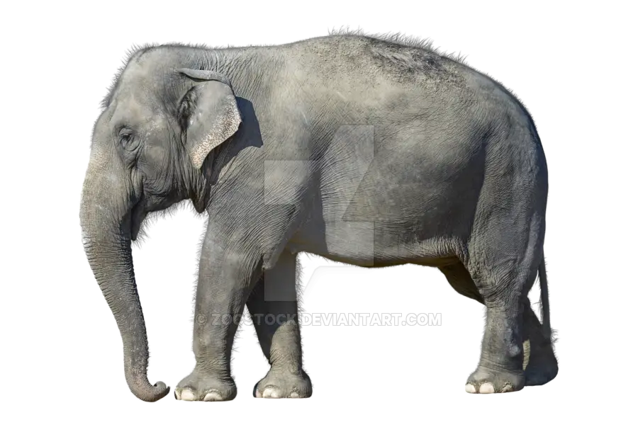 Gray Elephant in Wildlife