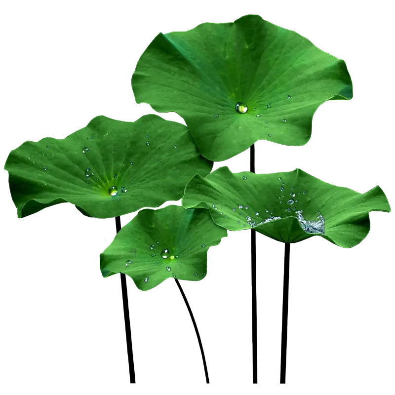 Green Lotus Leaves with Raindrops