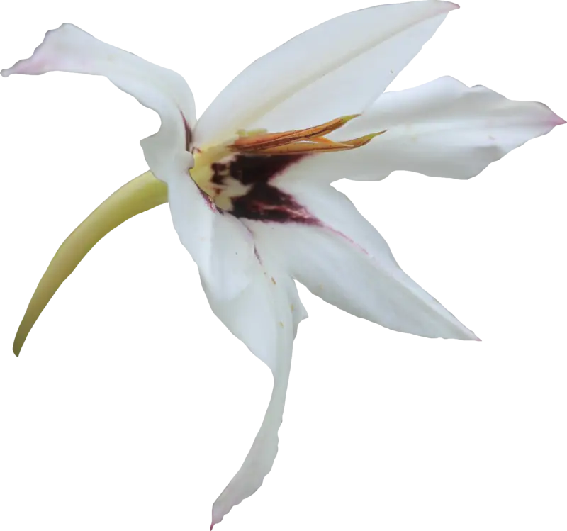 Delicate White Flower with Petals