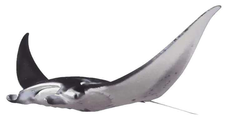 Swimming Manta Ray in the Ocean