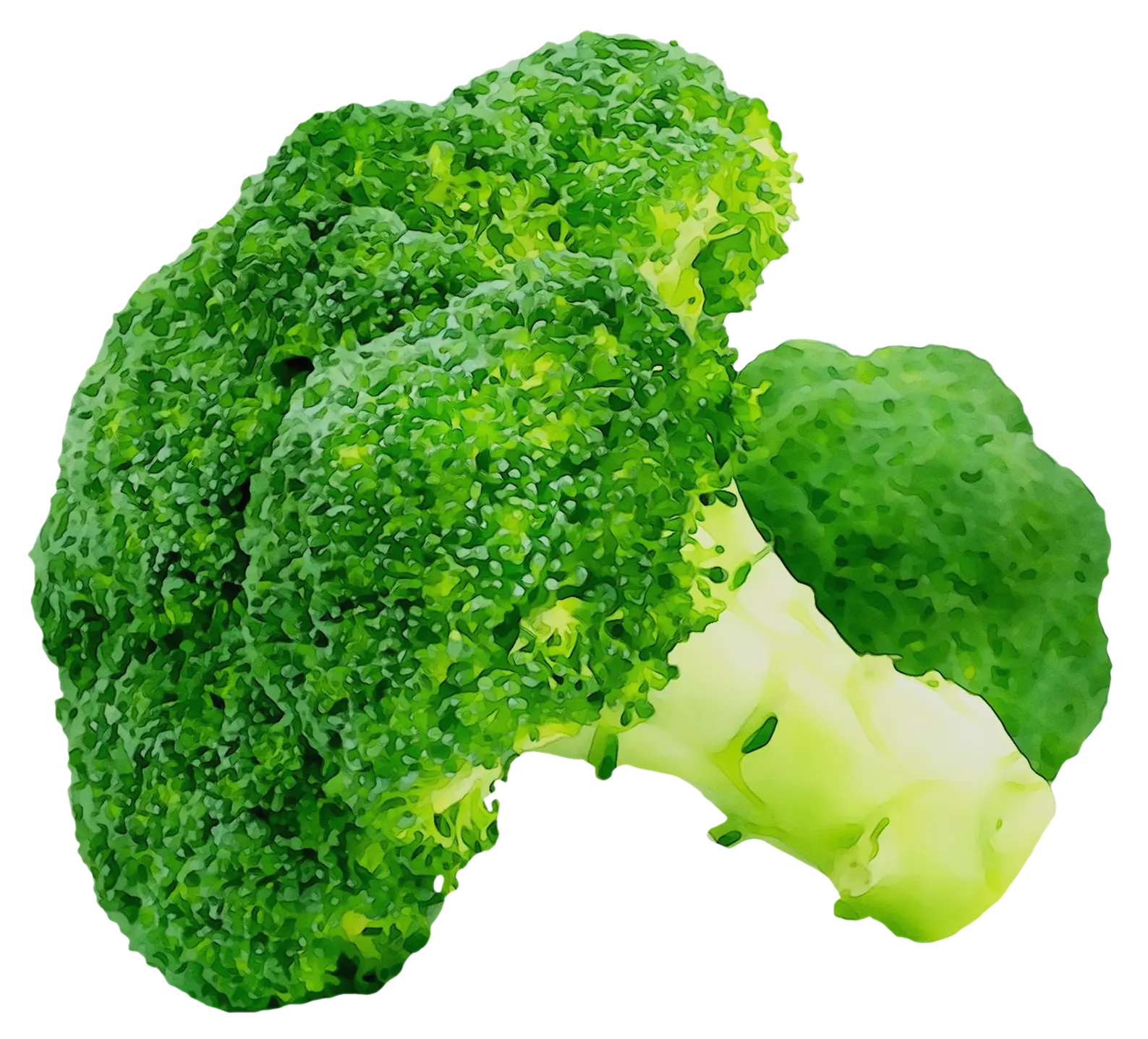 Vibrant Broccoli Floret on White Background