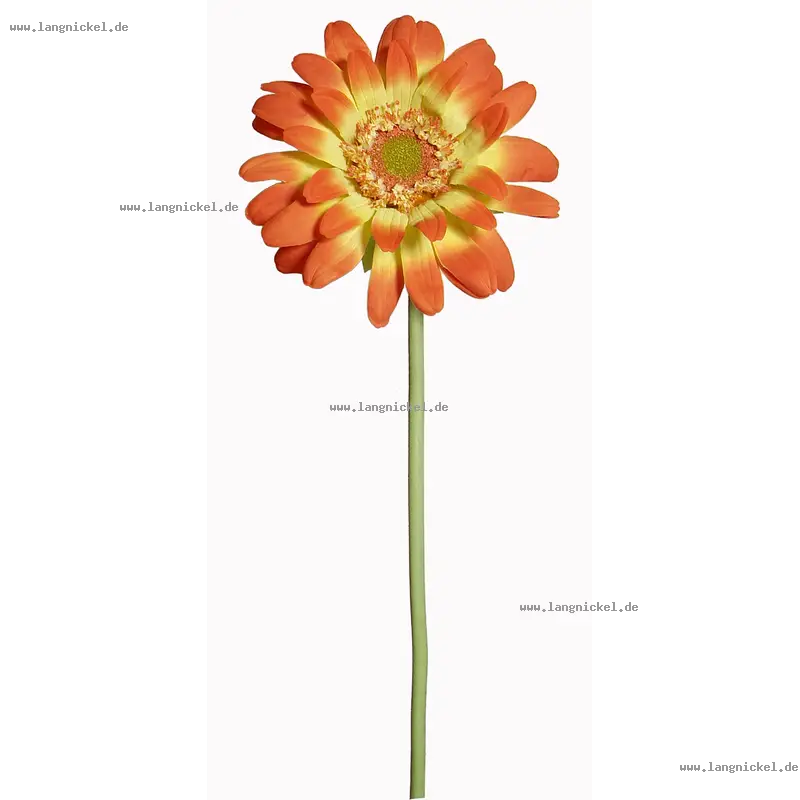 Orange Gerbera Flower on Stem