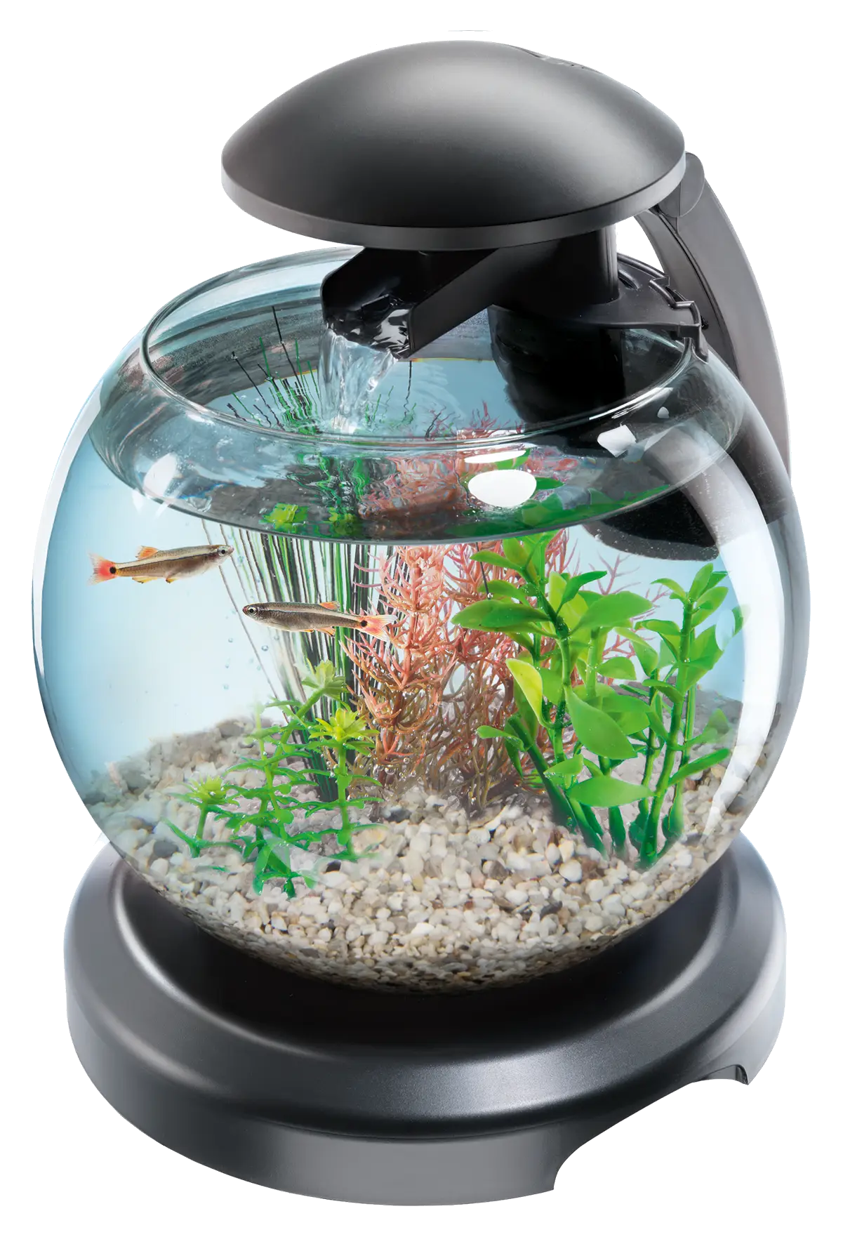 Fishbowl with Aquarium Setup
