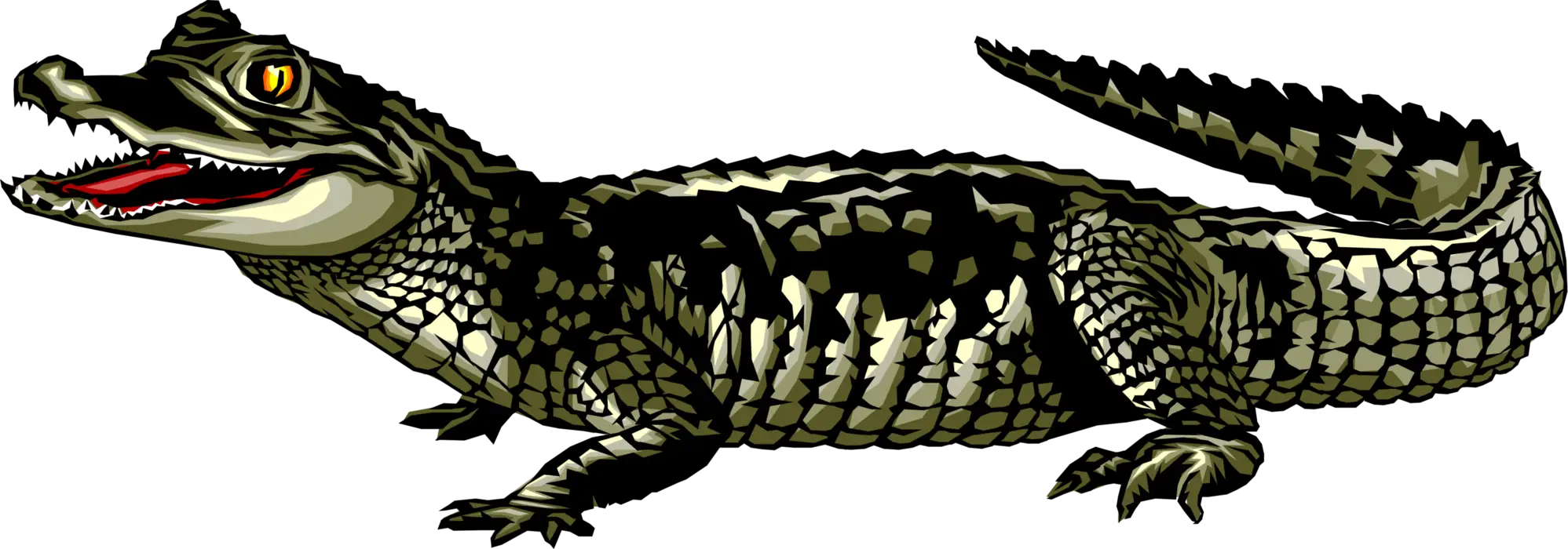 Crocodile Illustration with Details