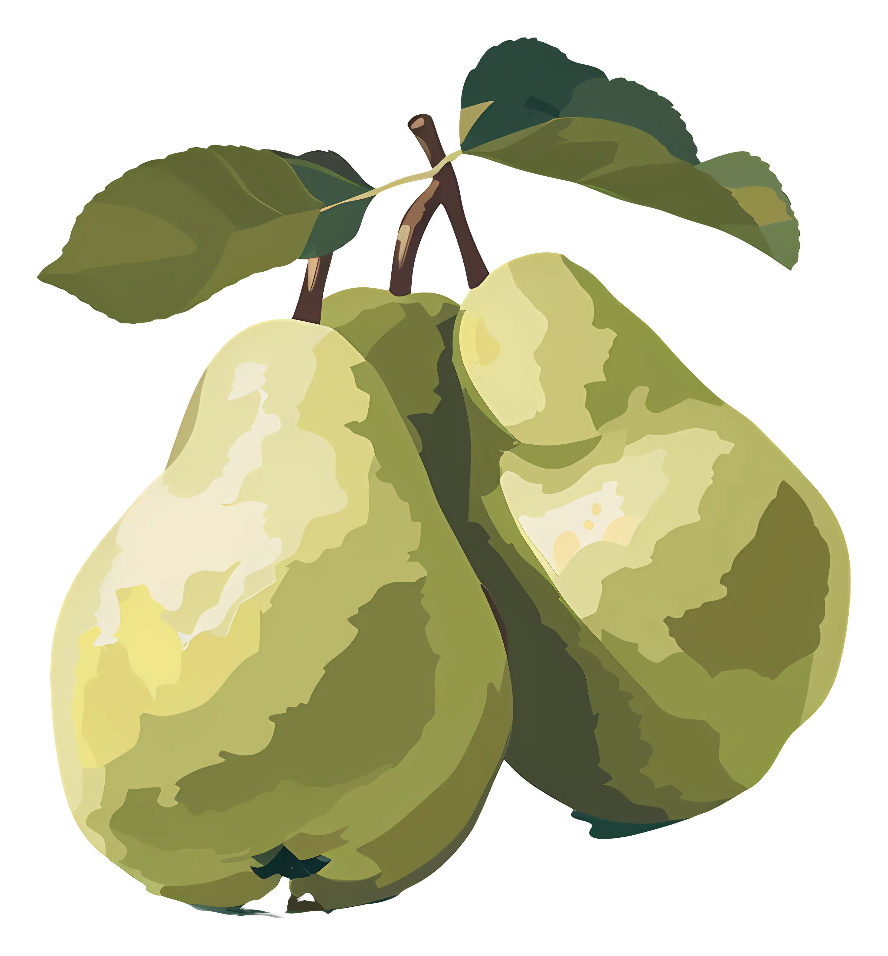 Green Pears on Branch