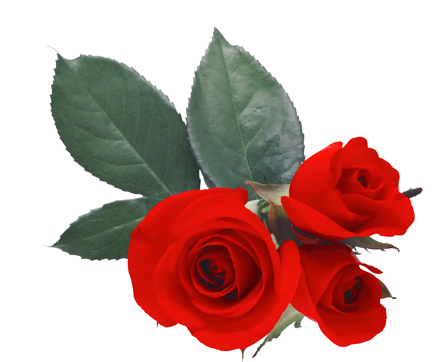Three Red Roses with Lush Green Leaves