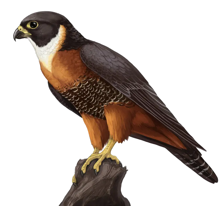 Falcon Bird of Prey