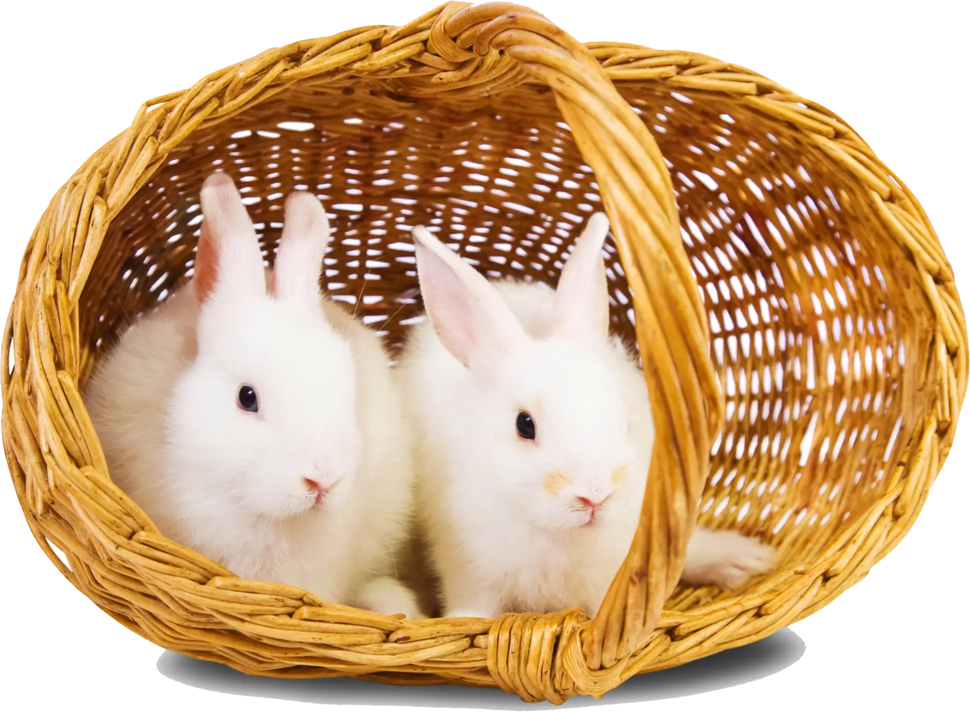 White Rabbits in Basket