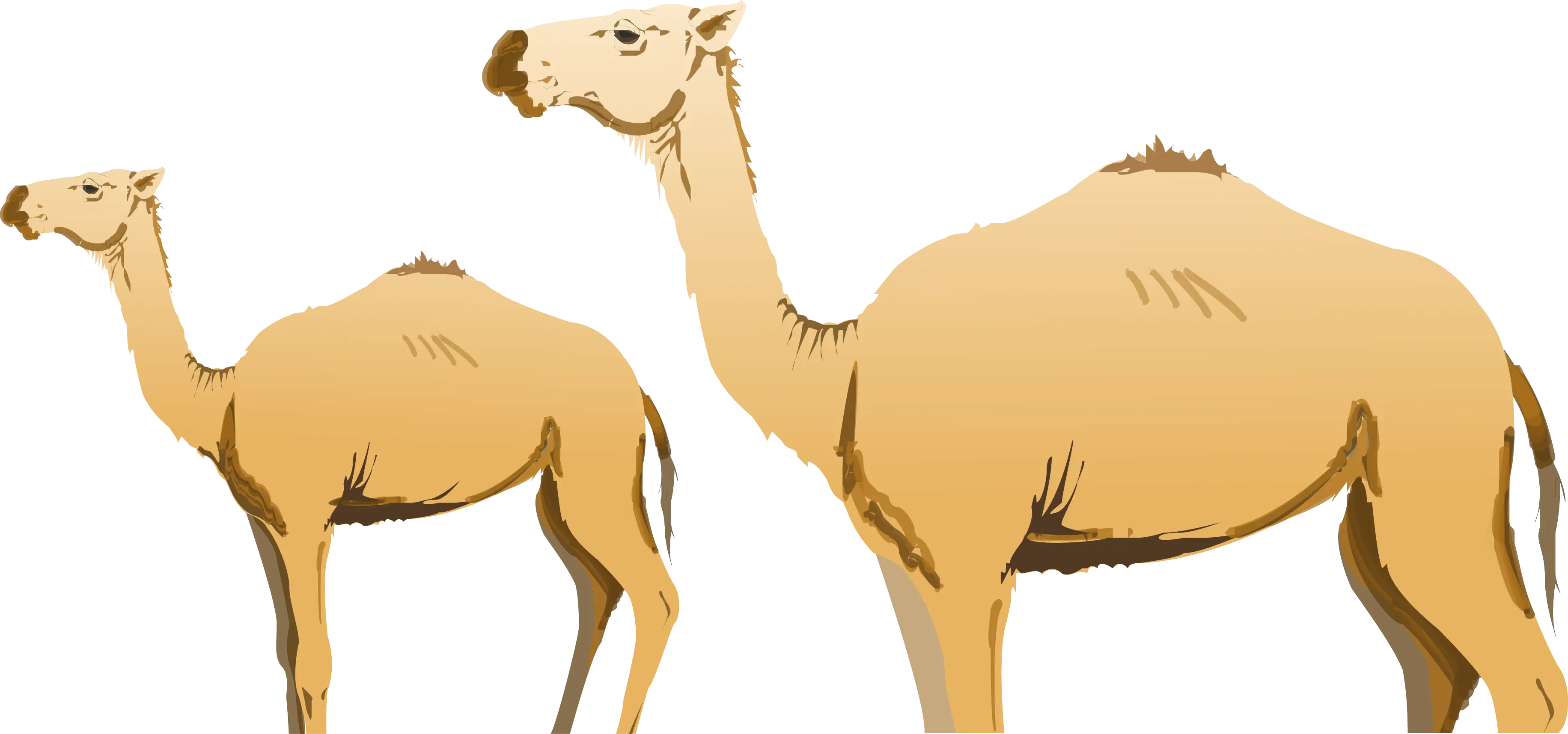 Cartoon Illustration of Camels