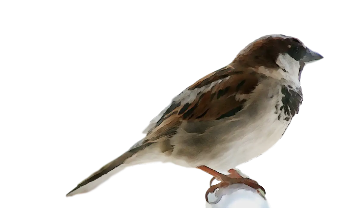 Brown Bird Perched on a Branch