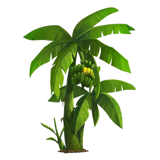 Banana Tree with Fruit