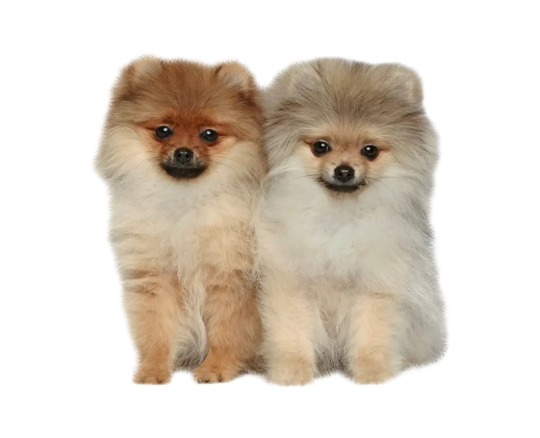 Two Fluffy Pomeranian Dogs