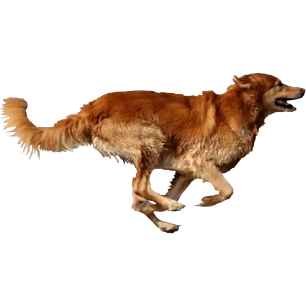 Running Dog with Golden Fur