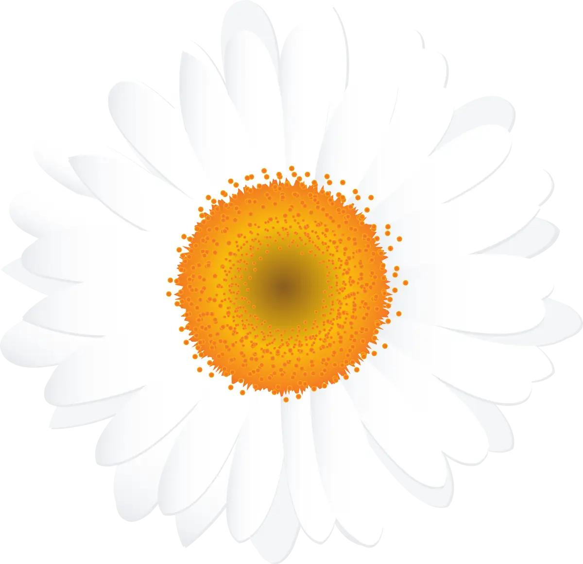 White Daisy with Bright Yellow Center