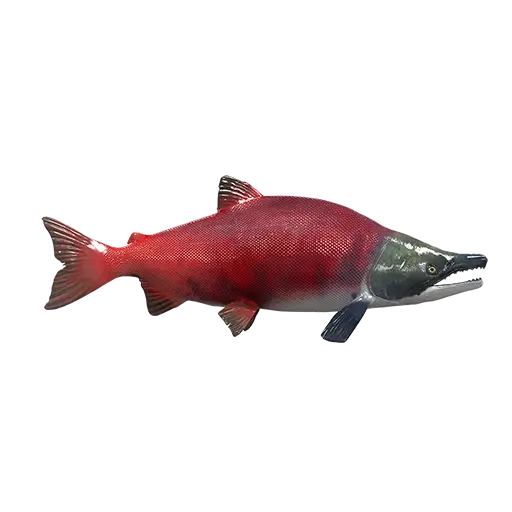 Red Salmon Fish Image