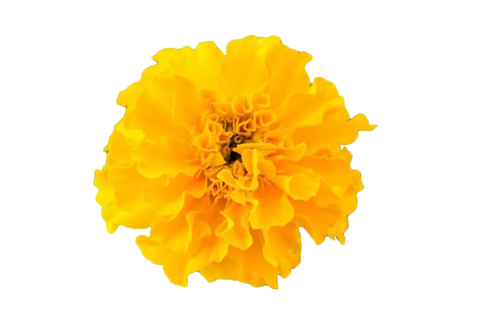 Yellow Marigold Flower for Festive Celebrations