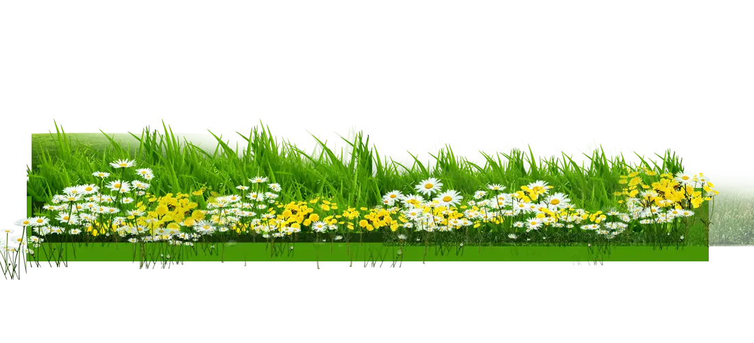Green Grass and Yellow Flowers in Bloom