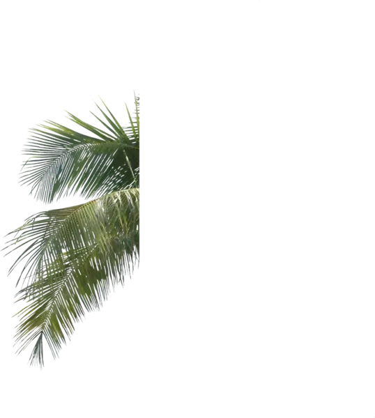 Green Palm Leaves Fragment