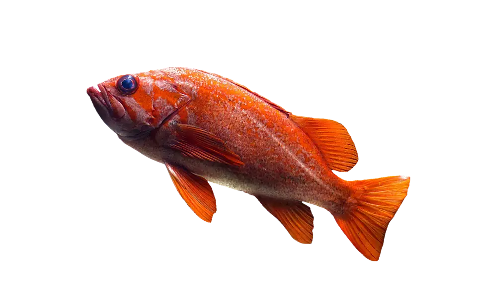Red Fish Illustration