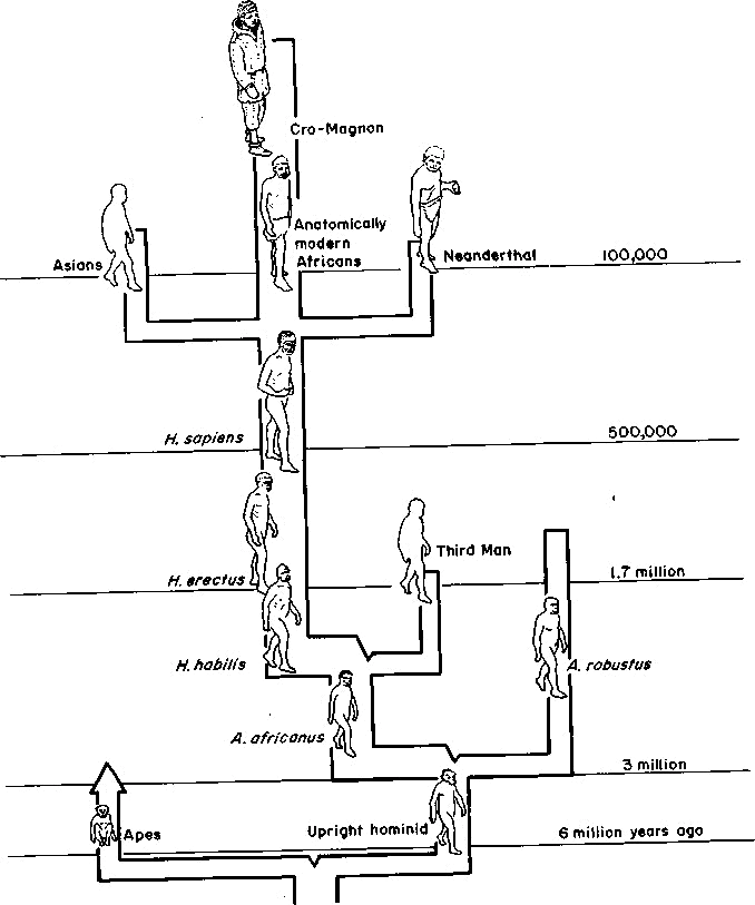 Human Evolution Diagram