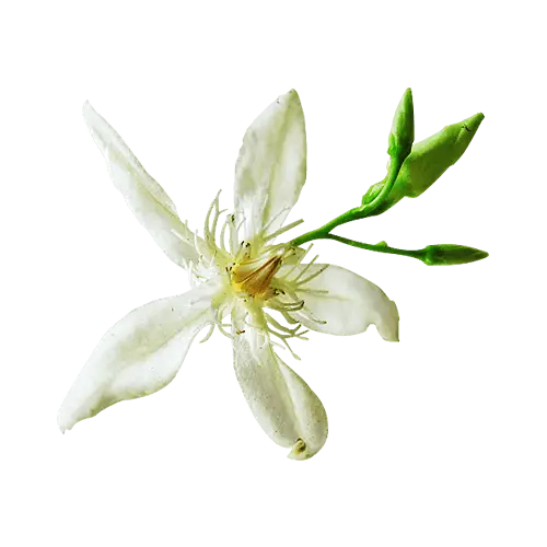 White Delicate Flower