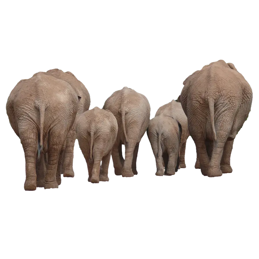 Group of Elephants Walking in Nature