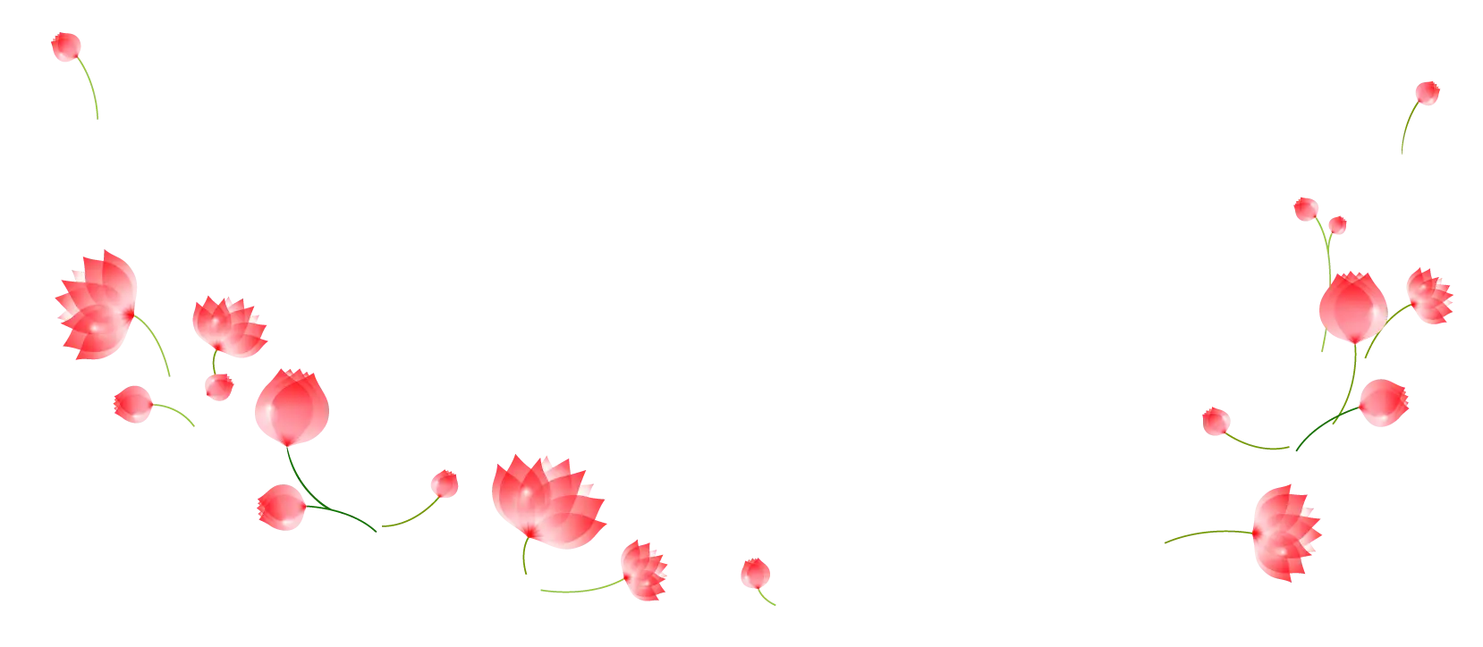 Pink Flowers on White Background