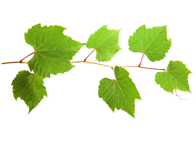 Green Leaves on Branch