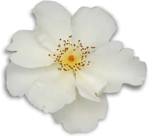 White Flower with Yellow Center