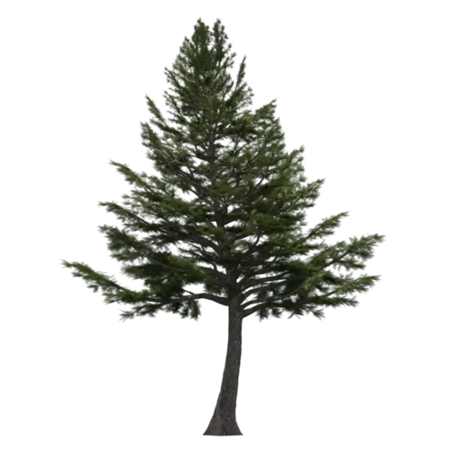 Tall Pine Tree Illustration