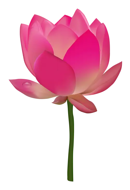 Pink Lotus Flower with Stem