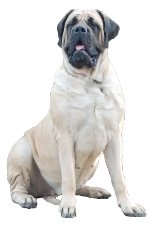 English Mastiff Dog Sitting