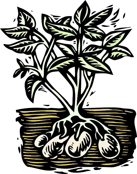 Illustration of a Potato Plant with Roots