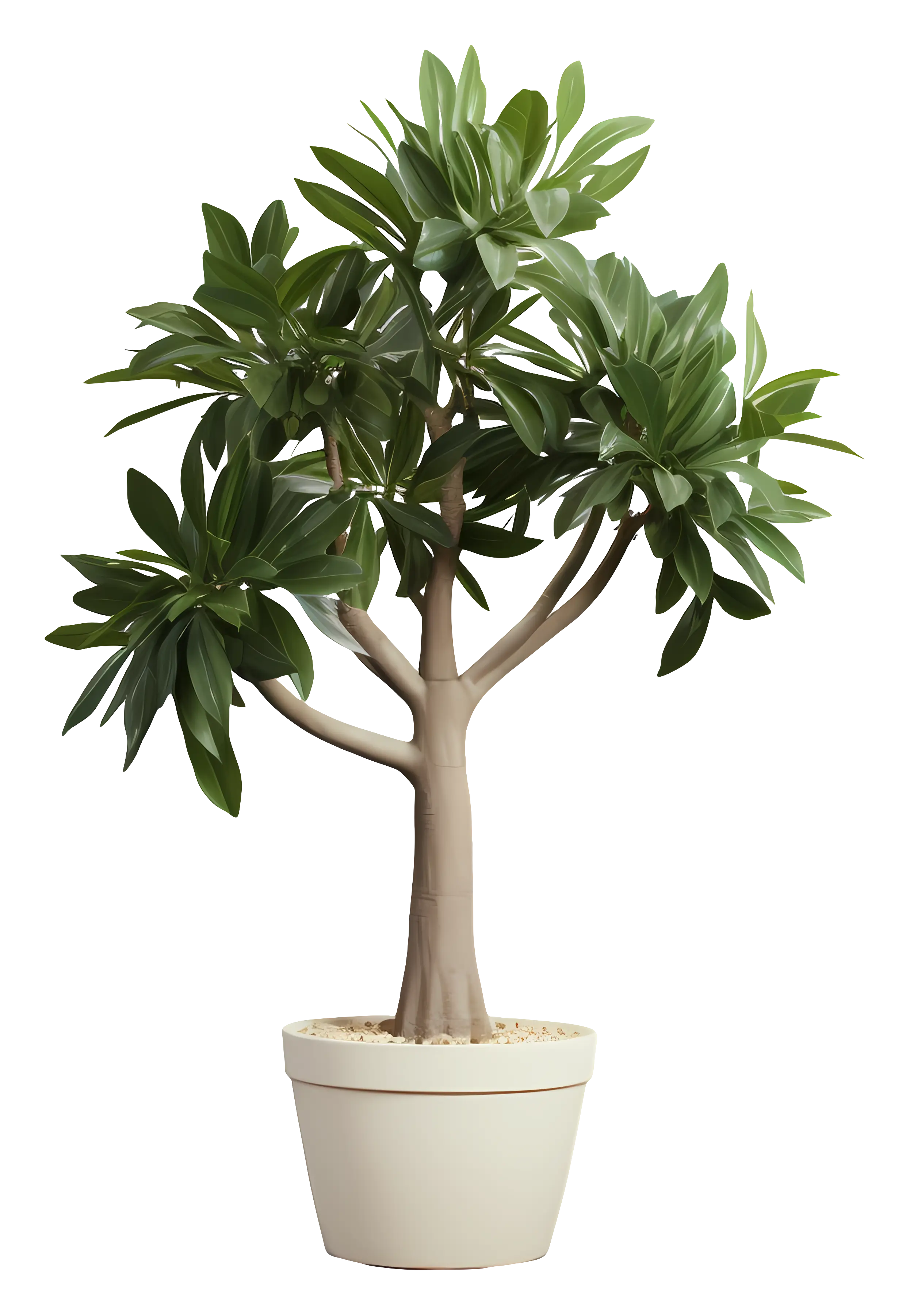 Decorative Indoor Plant in Simple Pot
