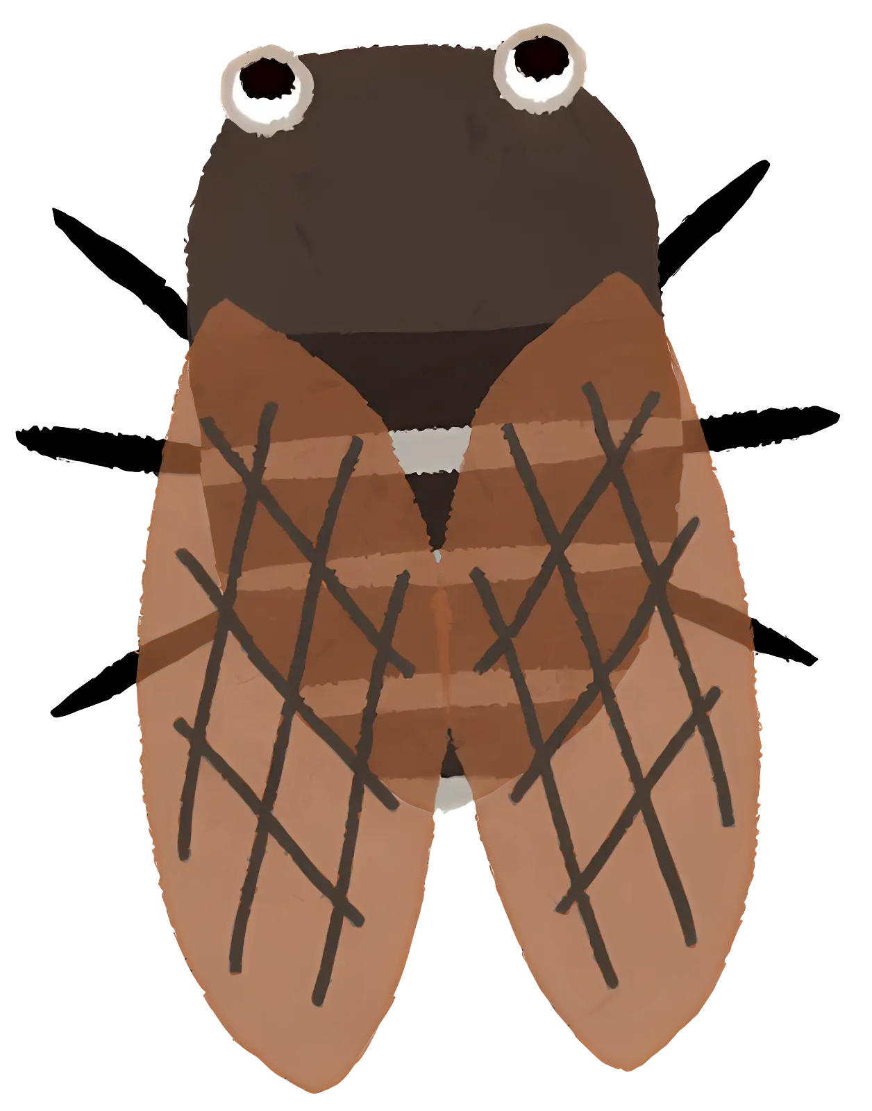 Brown Cicada with Detailed Wings