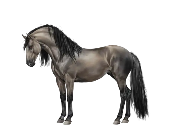 Graceful Grey Horse Illustration