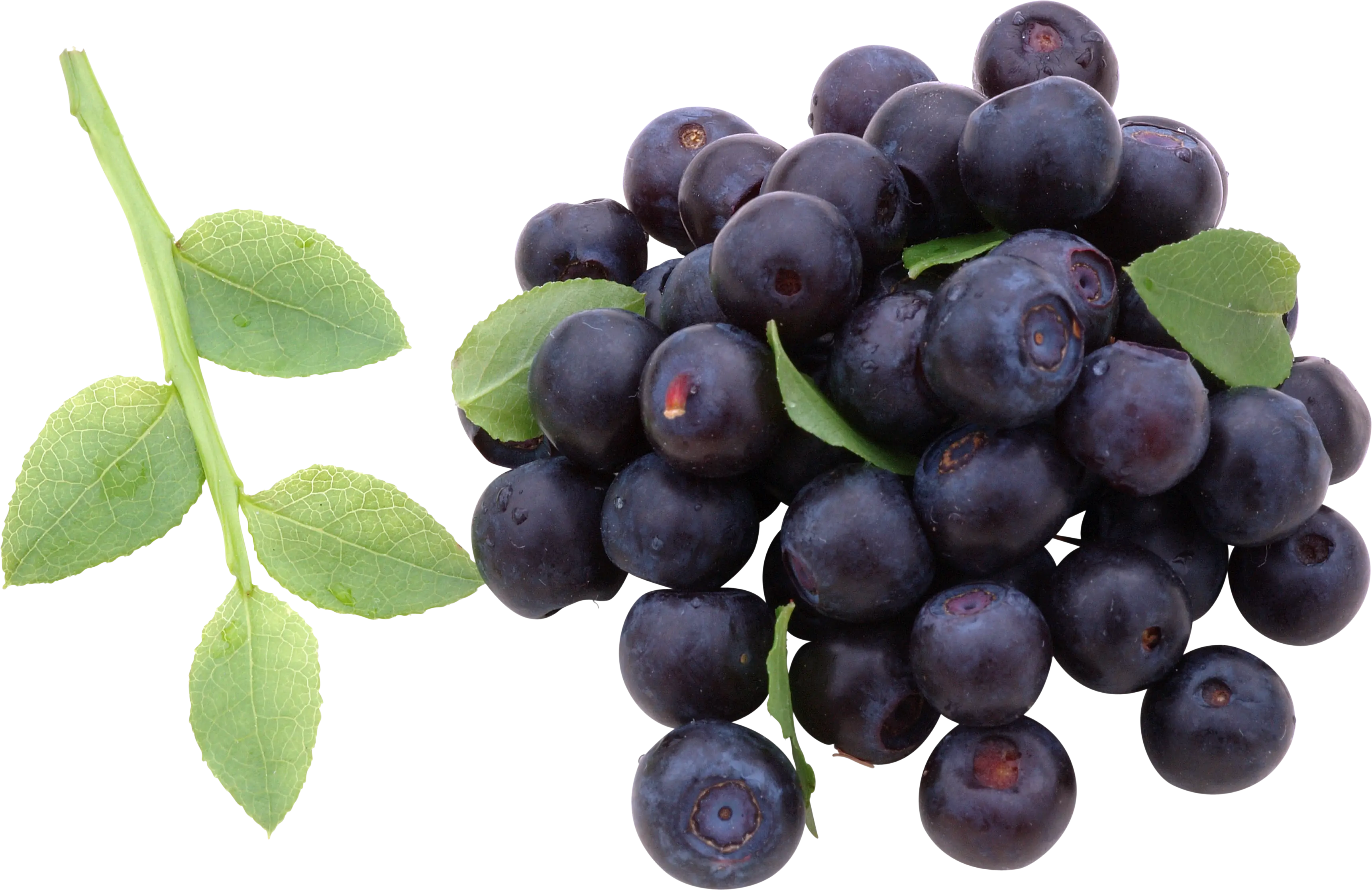 Cluster of Fresh Juicy Blackberries