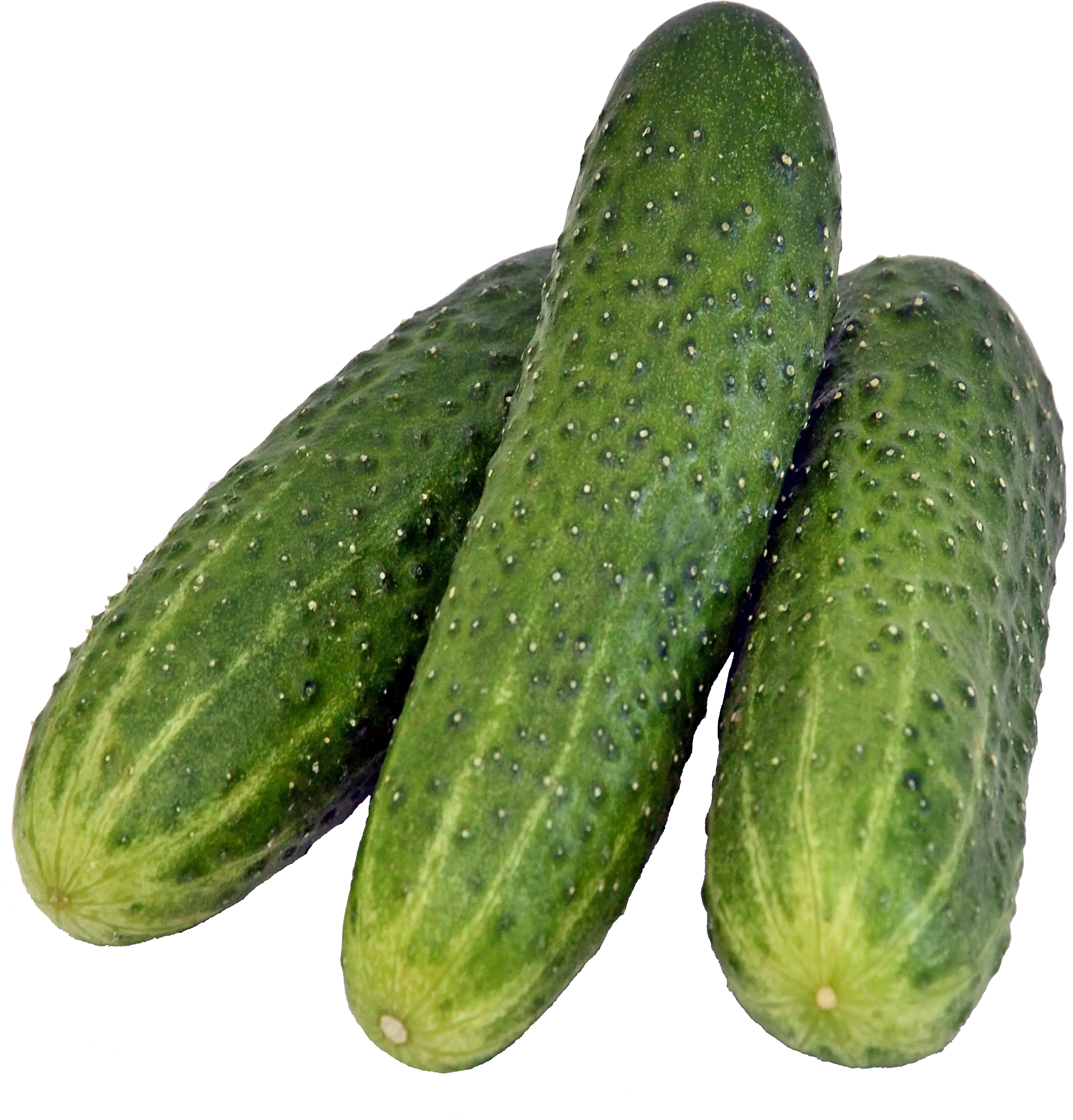 Fresh Green Cucumbers
