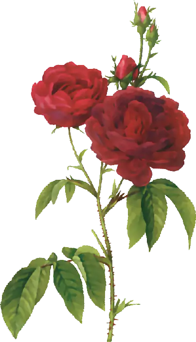 Red Roses with Green Leaves on Long Stem